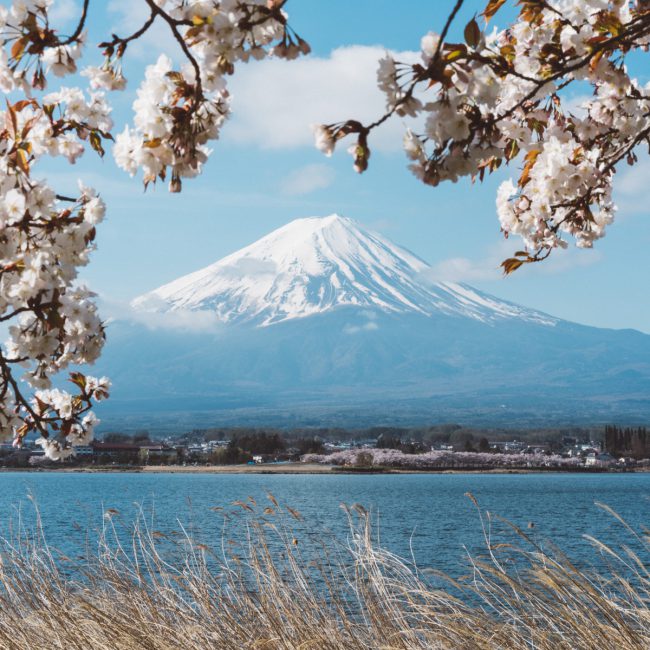 Mt. Fuji and cherry blossom [David Tan]