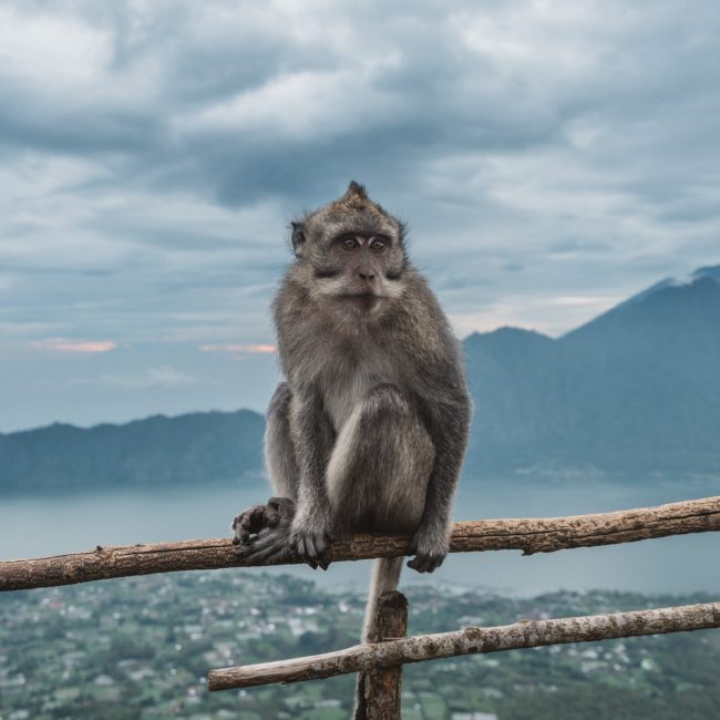 Monkey in Bali top of Mountain [David Tan]